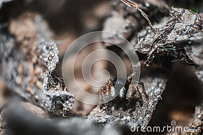 Spider jumper or spider steed in macro Stock Photo