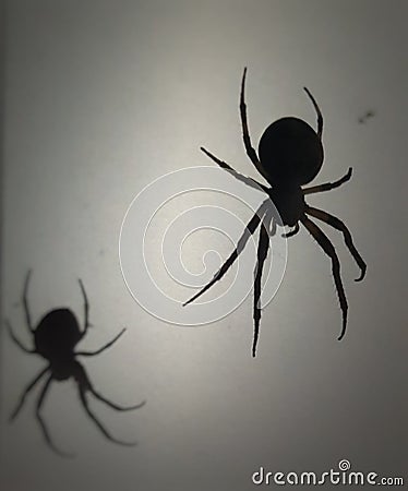 Spider just hanging out with it& x27;s shadow Stock Photo