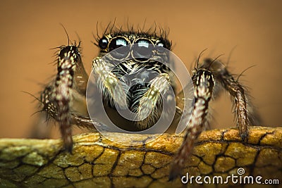 High magnification of a jumping spider standing on a leaf Stock Photo