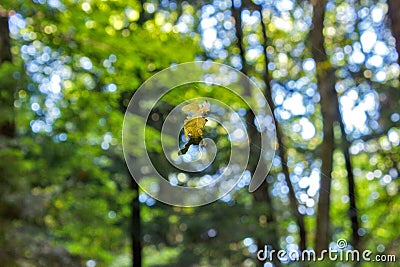 Spider-leaf fallen leaves. woods scene of a spiderweb on a fall morning holding dew and a yellow and brown leaf Stock Photo