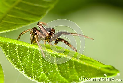 Spider - Leaf Master Stock Photo