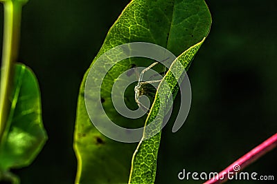 Spider. Leaf of a plant. Stock Photo