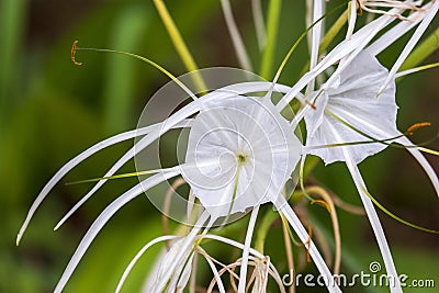 spider lilies blooming beautifully in the garden Stock Photo