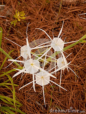 Spider Lilies In Pine Forest Stock Photo