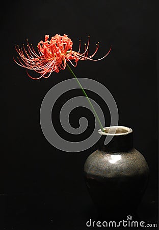 Spider Lily Stock Photo