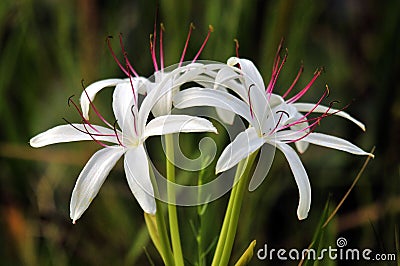 Spider Lily Stock Photo