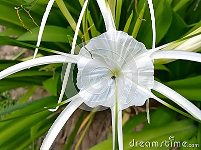 Spider lily and insect in the garden Stock Photo