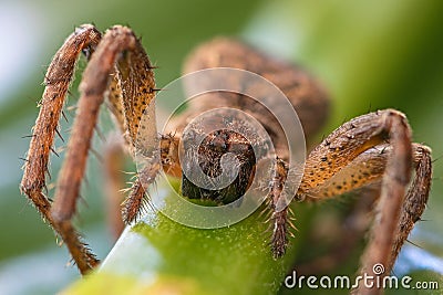 Spider macro shot front view Stock Photo