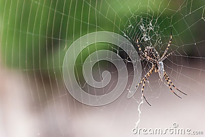 Spider macro suspended in the window Stock Photo