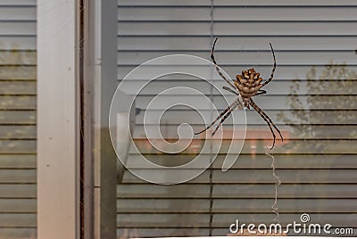 Spider macro suspended in the window Stock Photo