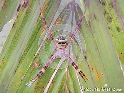 The spider is making webs to trap its prey over palm leaves Stock Photo