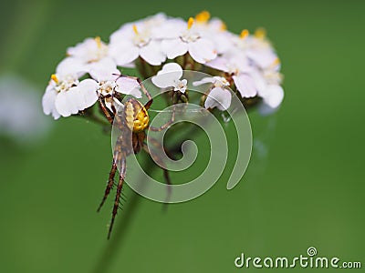 Spider on a meadow plant flower. Stock Photo