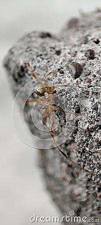 Spider microphotography on stone Stock Photo