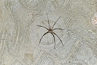 Spider missing one leg on cement wall after fighting Stock Photo