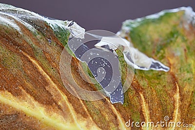 Spider mites pests with infecting sick leaf of Philodendron houseplant Stock Photo