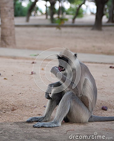 Spider monkey Stock Photo