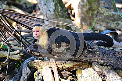 Spider Monkey, Costa Rica Stock Photo