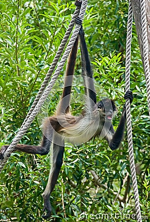 Spider monkey on rope #3 Stock Photo