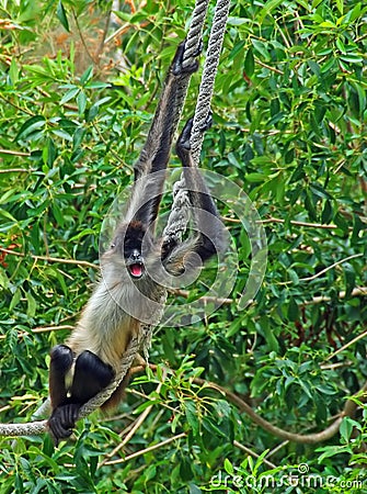 Spider monkey on rope #4 Stock Photo