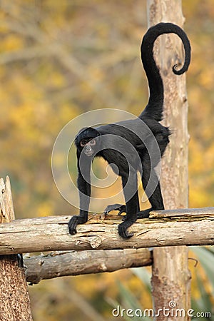 Spider monkey. Stock Photo