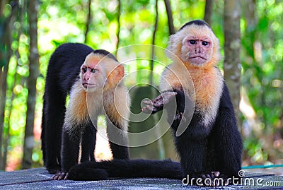 Spider Monkeys, Costa Rica Stock Photo