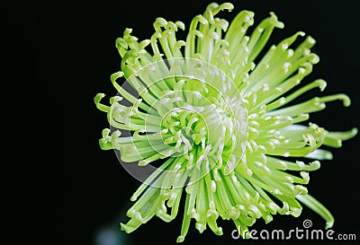 Spider Mum Stock Photo