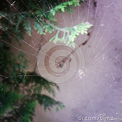 The spider in my garden Stock Photo