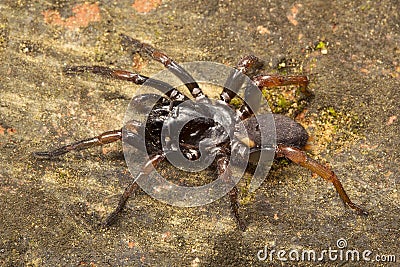 Spider, Nemesiidae, Gumti, Tripura , India Stock Photo