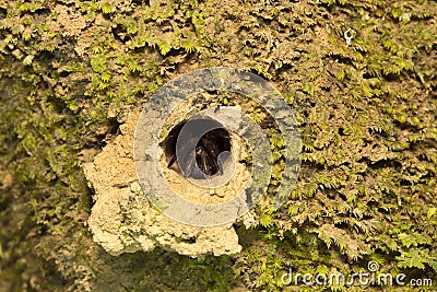 Spider, Nemesiidae, Gumti, Tripura , India Stock Photo