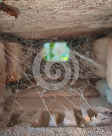 Spider Nest selective focus in tiny window Stock Photo