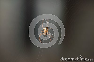 Spider in the net .Spider background.Insect Stock Photo