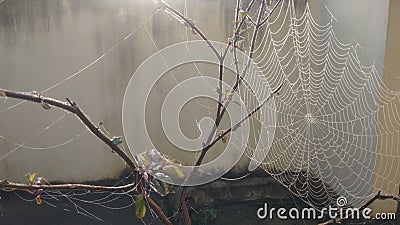Spider net on hurb Stock Photo