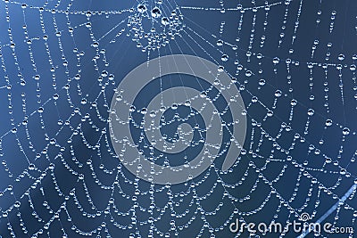 Spider net with rain drops Stock Photo