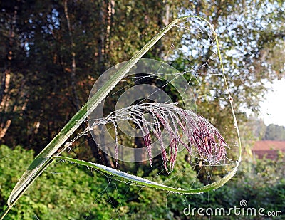 Spider net and reed plant with morning dew, Lithuania Stock Photo