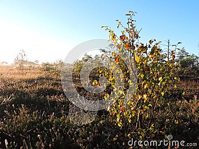 Spider net in swamp Stock Photo