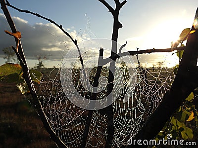 Spider net on tree branch in sunrise, Lithuania Stock Photo