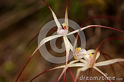Spider orchid (Caladenia varians) Stock Photo