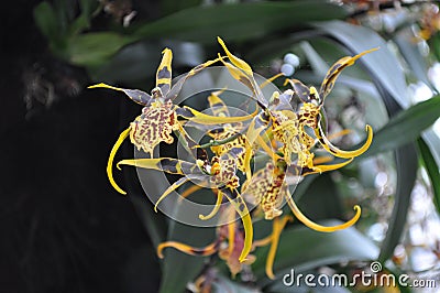 Spider Orchid Stock Photo