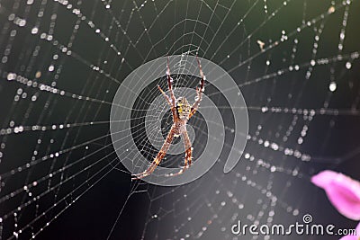 A spider perched on its web Stock Photo