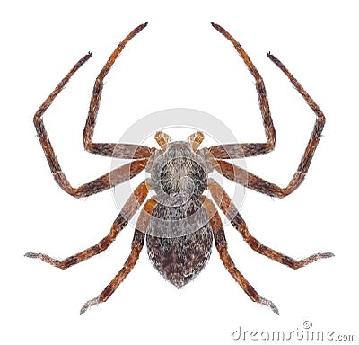 Spider Philodromus aureolus Stock Photo