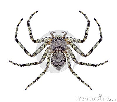 Spider Philodromus margaritatus Stock Photo