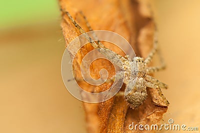 Spider - Philodromus Stock Photo