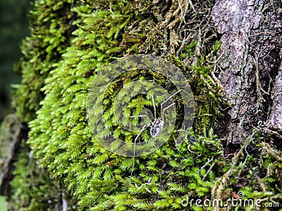 Spider Pholcidae on green moss close up Stock Photo