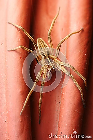 Spider Pisaura mirabilis Stock Photo