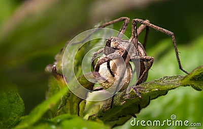 Spider (Pisaura mirabilis) Stock Photo