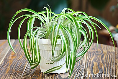 Spider Plant Stock Photo