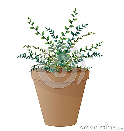 Spider plant with pot Vector Illustration