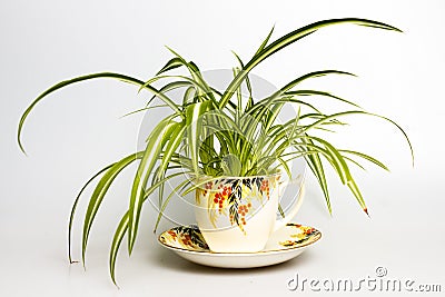 Spider plant in retro tea cup Stock Photo