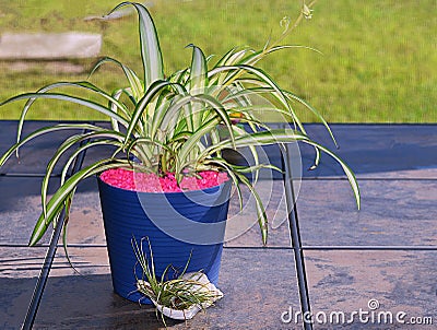 Spider Plant Sitting On A Table Stock Photo