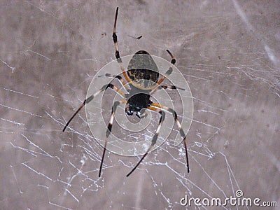Spider popularly known as Maria Bola Stock Photo